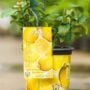 Lemon Tree – Meyer – #1 Container
